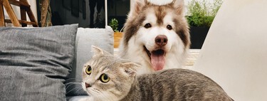 Nace Coco y Maya, el medio para la gente que quiere a los animales 