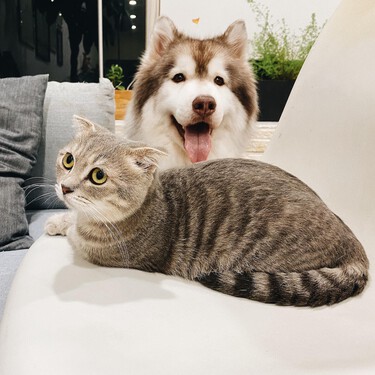 Nace Coco y Maya, el medio para la gente que quiere a los animales 