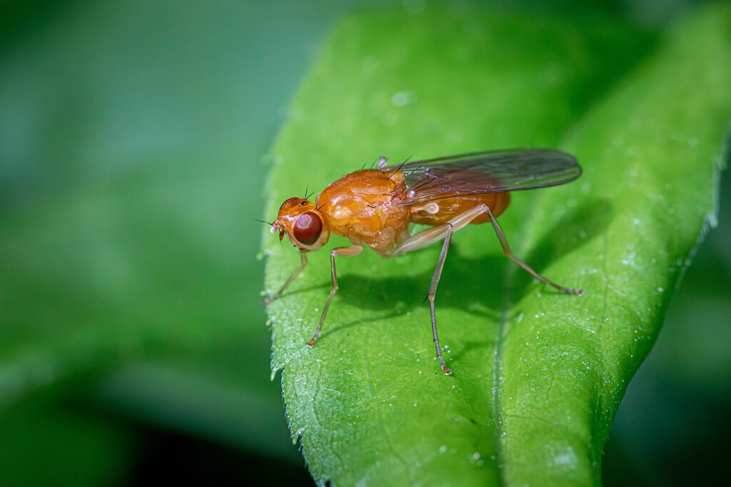Di adiós a las moscas de la fruta: el truco más sencillo y natural para acabar con estos insectos  