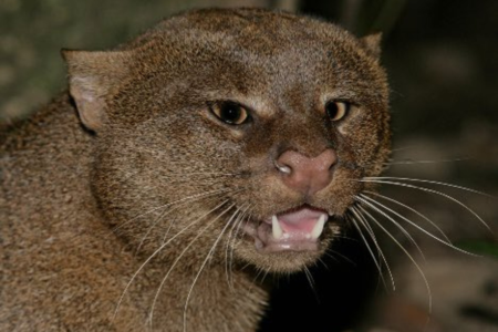Jaguarundi