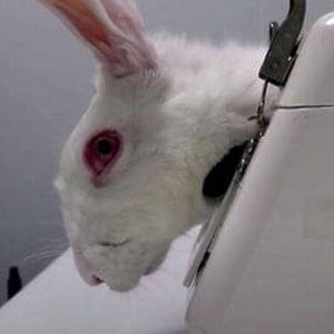 Conejo