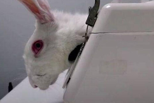 'Infiltrada en el búnker' es tan impactante en su lucha contra el maltrato animal que al terminarlo tuve que ir corriendo a abrazar a mi gata