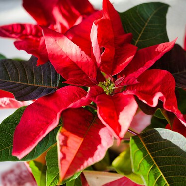 Aldi lanza la planta más típica de la Navidad a un precio súper barato  