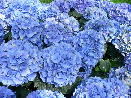 Hydrangea Macrophylla Hortensia Hydrangea