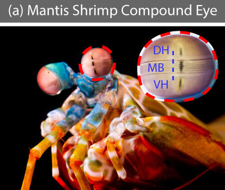 Se desarrolla una cámara inspirada en el camarón mantis que puede visualizar células cancerosas durante la cirugía