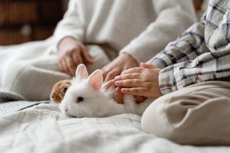 Dos conejos en la cama con sus dueños