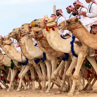 La guerra de Irán ha desatado “una emergencia comercial” que nadie vio venir: los camellos de carreras se alimentan de alfalfa española  