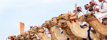 Una “emergencia comercial” que nadie vio venir: los camellos de carreras se alimentan de alfalfa española e Irán ha cortado el suministro