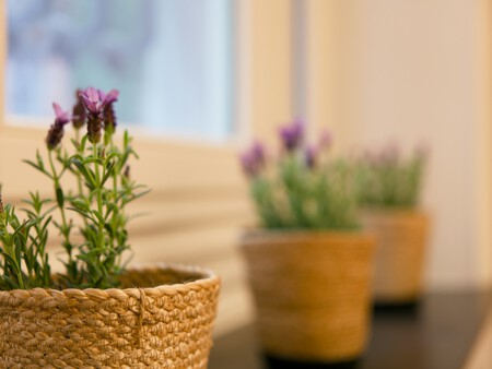 lavanda