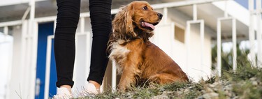 Si el perro de un vecino araña tu puerta o destroza las zonas comunes, esto es lo que puedes hacer según la Ley de Propiedad Horizontal 