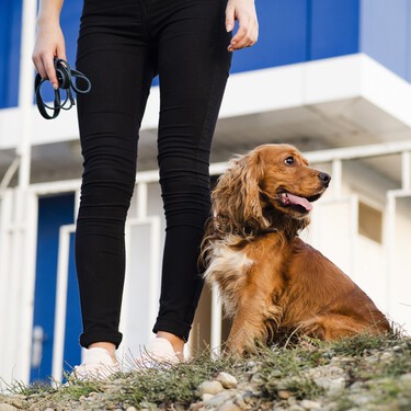 Qué puedes hacer si el perro de un vecino araña tu puerta o zonas comunes: esto es lo que dice la Ley de Propiedad Horizontal
