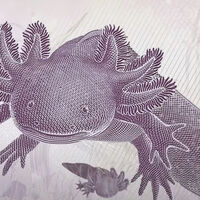 Más de 12 millones de pesos están guardados en México por un billete de 50 pesos con ajolote que muchos consideran un tesoro 