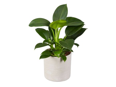 Ficus Philodendro Y Alocasia Lidl