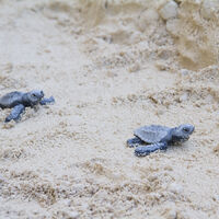 Cada vez hay más tortugas en las playas del Mediterráneo español. No son buenas noticias para ninguno de los implicados