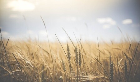 Un tercio de la producción mundial actual de alimentos puede quedar fuera de un espacio climático seguro para fin de siglo