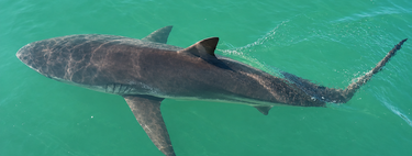 Un tiburón atrapado en un canal de Corea del Sur atrae a 600.000 visitantes mientras fracasa su rescate 