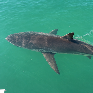 Un tiburón atrapado en un canal de Corea del Sur atrae a 600.000 visitantes mientras fracasa su rescate 