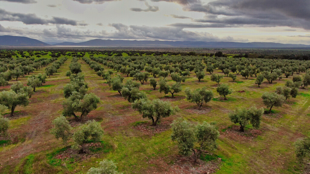 Tras años de dominio italiano, ya podemos decir que el aceite de oliva más saludable del mundo se hace en un pueblo de Ciudad Real 