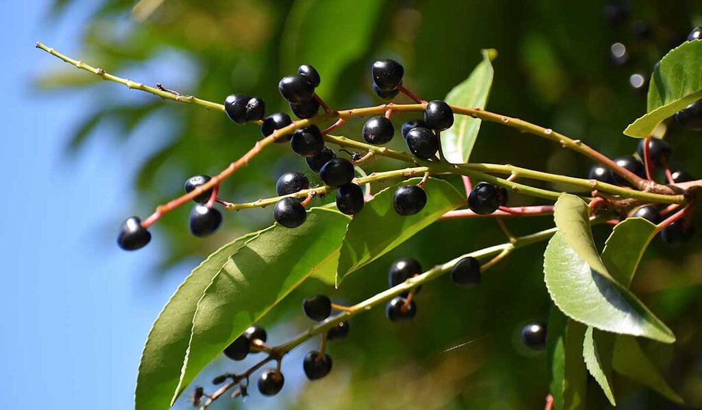 Qué son los capulines y cuáles son los beneficios para nuestra salud de ...