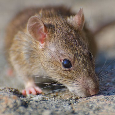 Los expertos en plagas coinciden: “La mejor forma de ahuyentar a las ratas en casa es cultivar estas plantas aromáticas” 