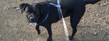 Por qué no hay que enrollar la correa en la muñeca al pasear un perro 