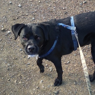 Por qué no hay que enrollar la correa en la muñeca al pasear un perro 