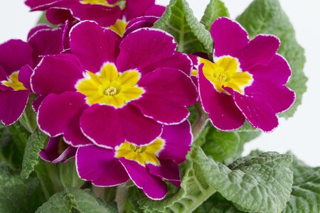 primulas