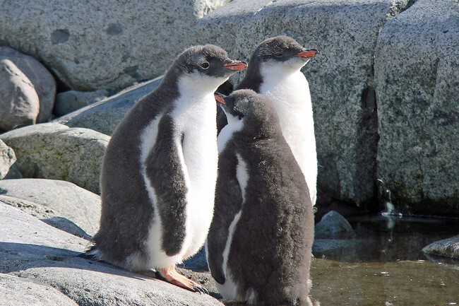 Pinguinos Papua