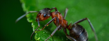 Cuando veas este espeluznante mega primer plano de la cara de una hormiga, dejarás de pensar que es un insecto inofensivo 