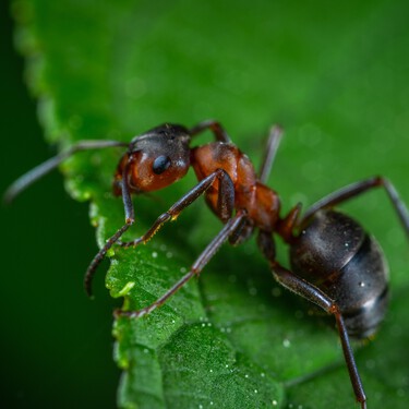 Cuando veas este espeluznante mega primer plano de la cara de una hormiga, dejarás de pensar que es un insecto inofensivo 
