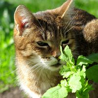 Pensávamos que erva-de-gato era a “droga” favorita dos bichanos, mas há outra planta que eles gostam ainda mais 