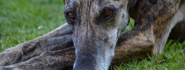 Los galgos de carreras australianos seguirán sufriendo operaciones peligrosas tras tumbarse la ley que iba a protegerlos 
