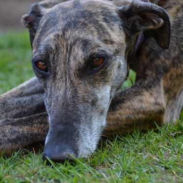 Los galgos de carreras australianos seguirán sufriendo operaciones peligrosas tras tumbarse la ley que iba a protegerlos 