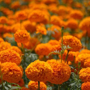 3 plantas ideales para sembrar en septiembre y que florecen todo el otoño: fáciles y perfectas para espacios pequeños 