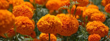 3 plantas ideales para sembrar en septiembre y que florecen todo el otoño: fáciles y perfectas para espacios pequeños 