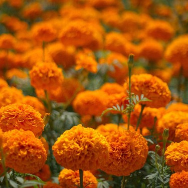 3 plantas ideales para sembrar en septiembre y que florecen todo el otoño: fáciles y perfectas para espacios pequeños 