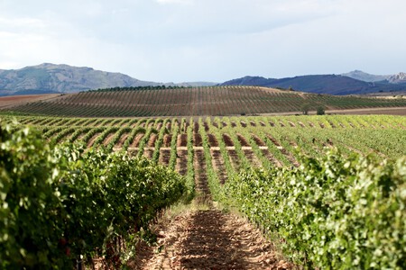 Bodega Finca Rio Negro Vinedos 1