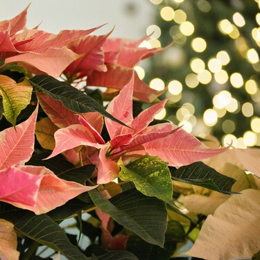 Lidl pone a la venta la planta que es alternativa a la flor de Pascua: la princettia 