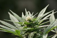 La marihuana no va a arreglar las cuentas municipales de Rasquera, al menos por ahora