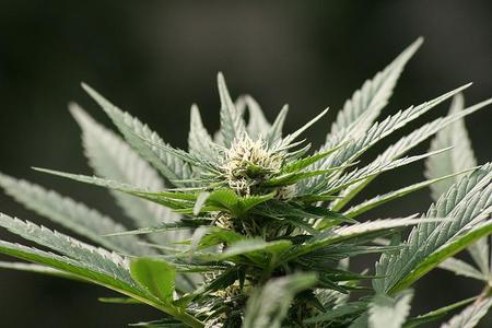 La marihuana no va a arreglar las cuentas municipales de Rasquera, al menos por ahora