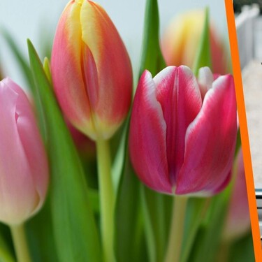 Logra que los tulipanes duren más tiempo con este ingrediente que ya tienes en la cocina: bastan dos cucharadas cada dos días