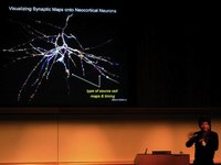 El peso adulto va marcado en el cerebro del bebé