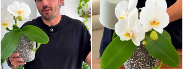 Álvaro Pedrera, experto en plantas: "Si tu orquídea está sana pero no saca flores, te falta ajustar algo que todo el mundo pasa por alto"
