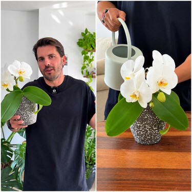 Álvaro Pedrera, experto en plantas: "Si tu orquídea está sana pero no saca flores, te falta ajustar algo que todo el mundo pasa por alto"