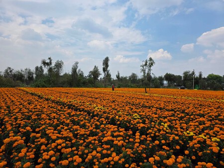 No es Puebla ni Tlaxcala: descubre el Sendero de las Almas, el campo de cempasúchil más impresionante de CDMX 