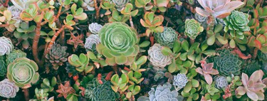 Cuatro gestos clave que tienes que hacer con tus suculentas para que sobrevivan con éxito este otoño