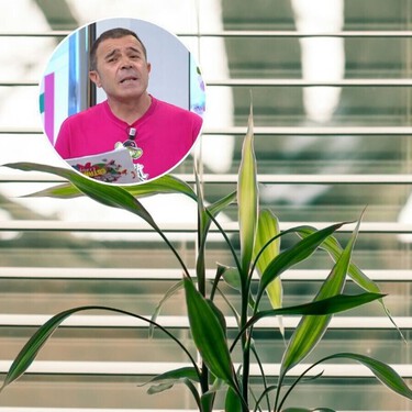 Ángel Agudo, jardinero: "El mayor error que cometemos al irnos de vacaciones y dejar las plantas dentro de casa, es bajar las persianas" 