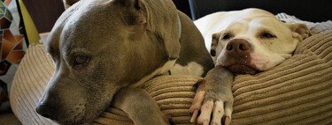 Adiós a las razas peligrosas PPP, perros de caza excluidos, seguro y curso obligatorio para dueños: así quedan las obligaciones de la nueva Ley de Bienestar Animal 