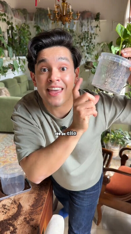 plantas