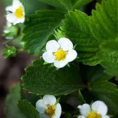 Foto 8 de 15 de la galería fondos-de-flores en Xataka Android